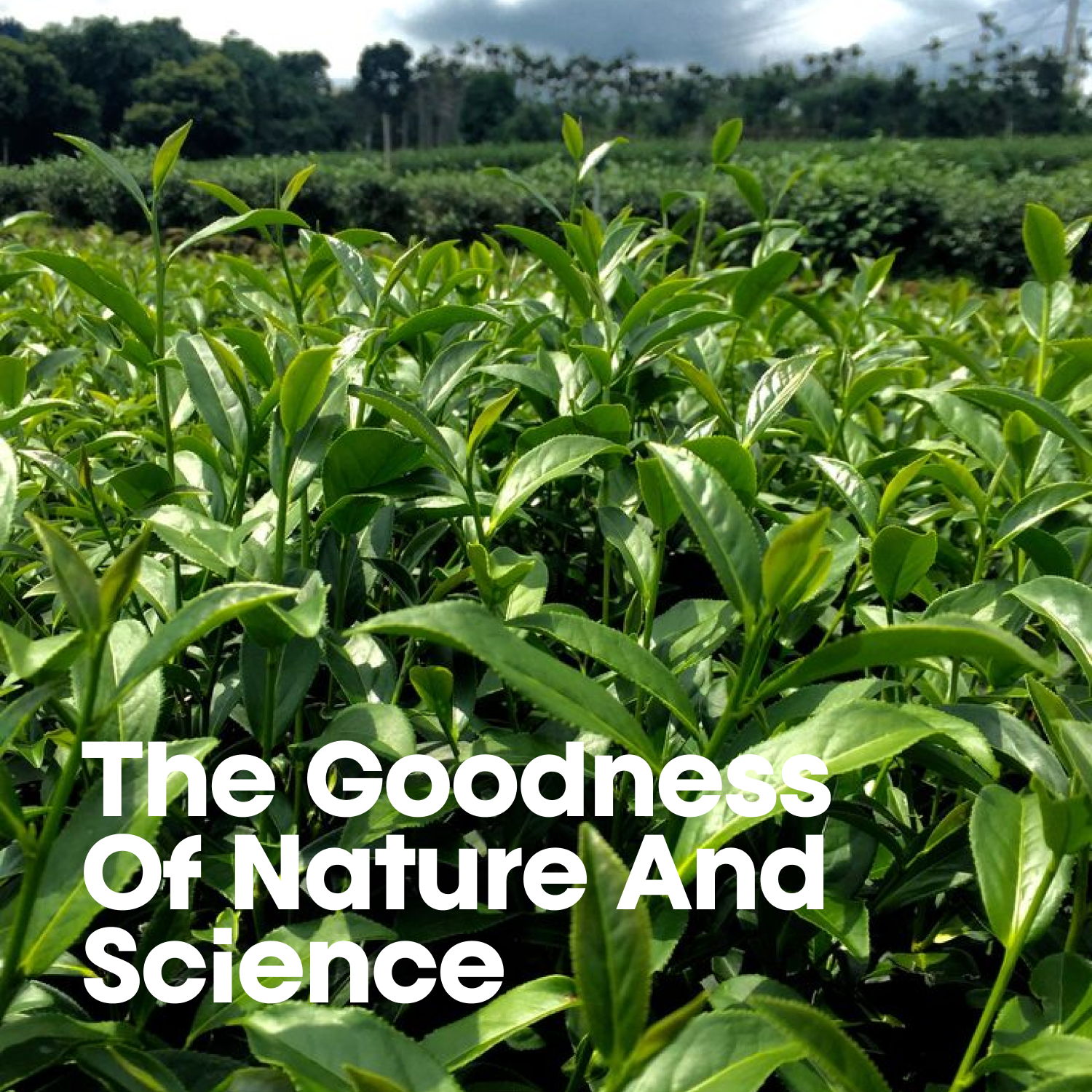 Goodness of tea tree for your foot